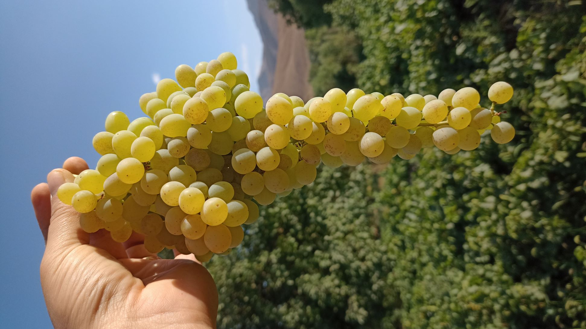 محصولات انگور